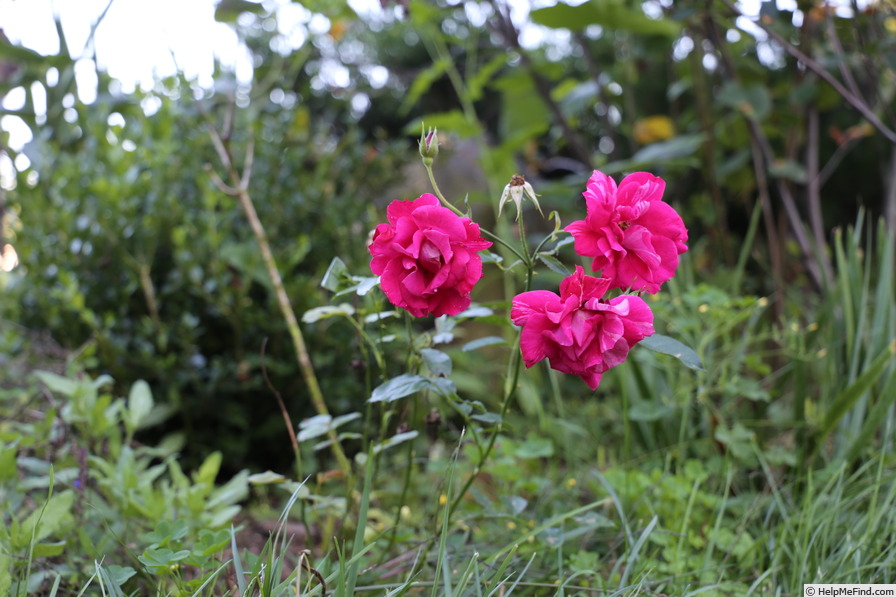 'Rosemarie (mini-flora, Anthony, 2015)' rose, click to enlarge 'Rosemarie (mini-flora, Anthony, 2015)' rose photo