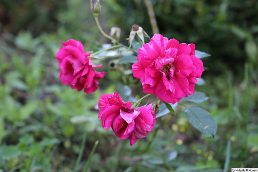 'Rosemarie (mini-flora, Anthony, 2015)' rose, click to enlarge 'Rosemarie (mini-flora, Anthony, 2015)' rose photo