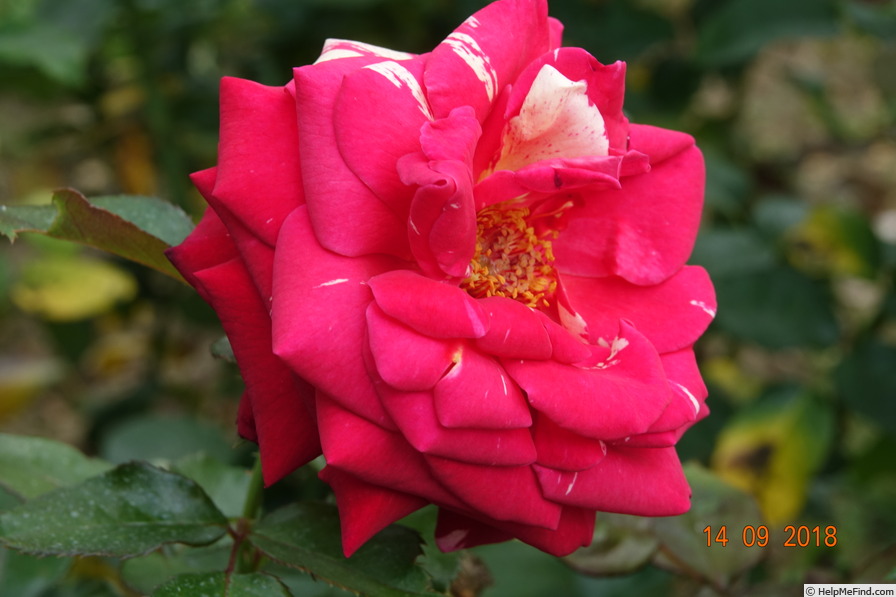 'Brocéliande ® (Hybrid Tea, Adam 2000)' rose photo