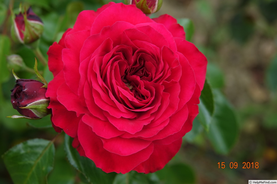 'Red Leonardo da Vinci' rose photo