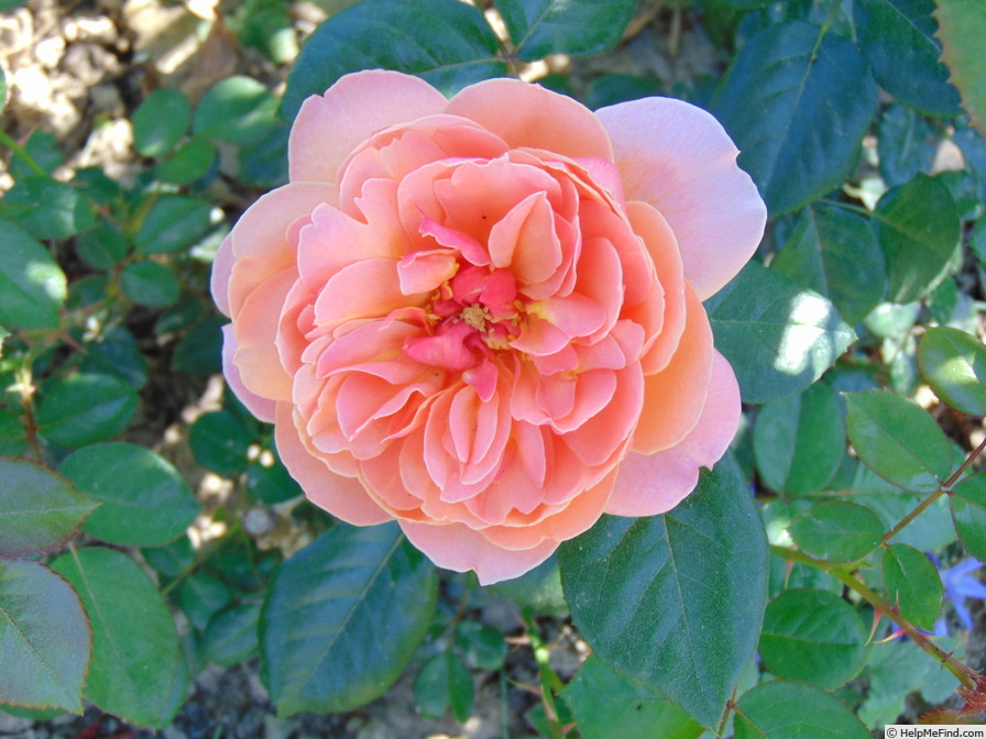 'Gret's Joy' rose photo