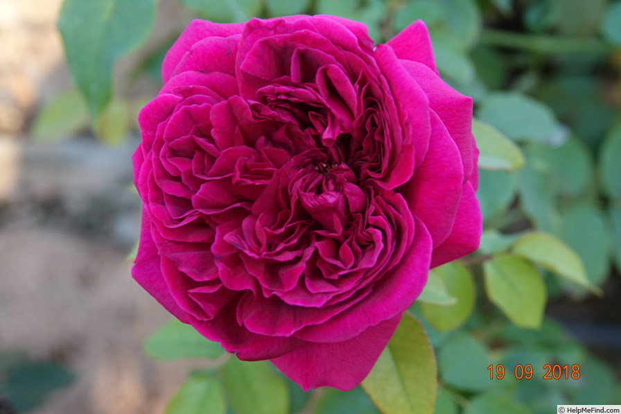 'William Shakespeare ® (shrub, Austin 1987)' rose photo