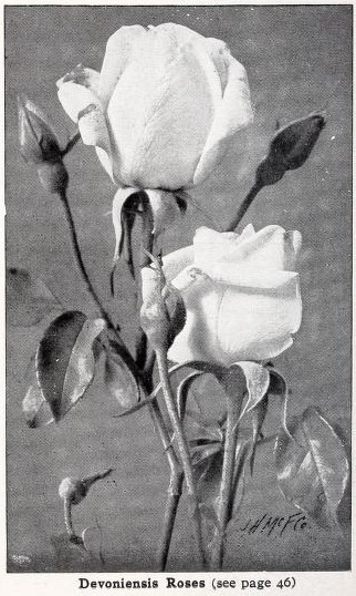 'Devoniensis (Tea, Foster, 1838)' rose photo