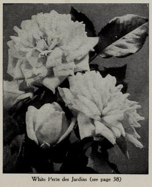 'White Perle des Jardins' rose photo