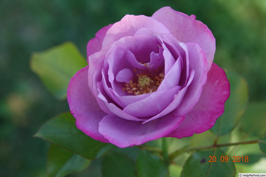 'Blue River ® (hybrid tea, Kordes, 1984)' rose photo