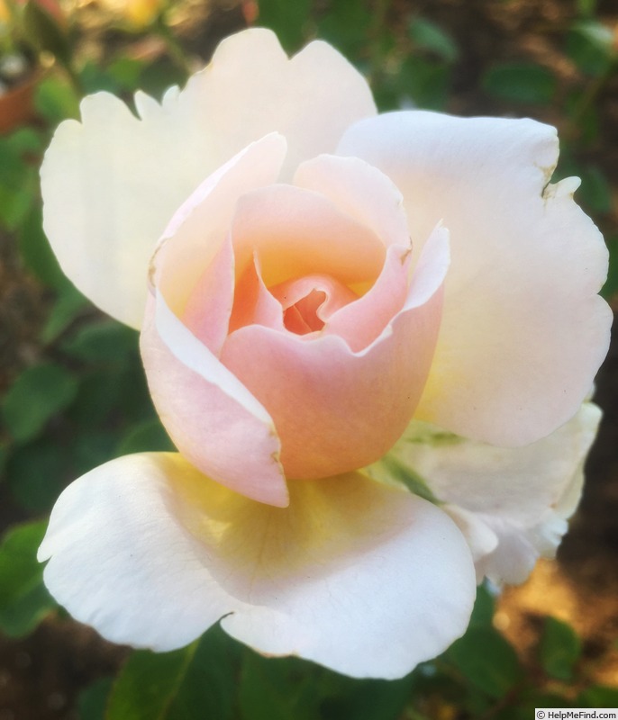 'Moonlight in Paris ™' rose photo