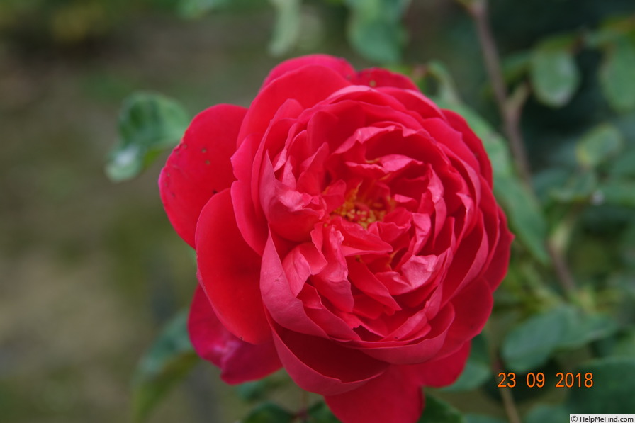 'Benjamin Britten' rose photo