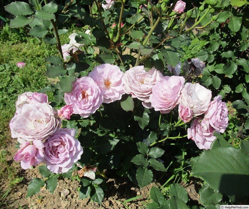 'Parbleu®' rose photo