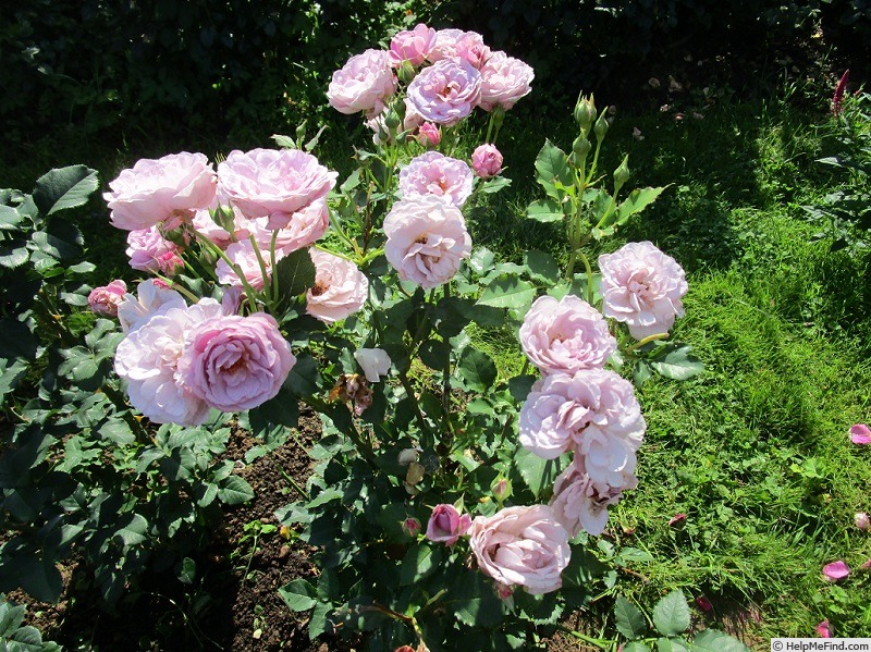 'Parbleu®' rose photo