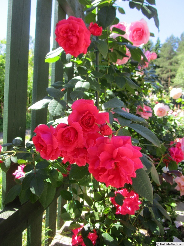 'Wymondham Abbey' rose, click to enlarge 'Wymondham Abbey' rose photo