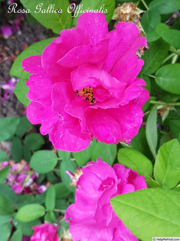 'Rosa gallica 'Officinalis'' rose photo