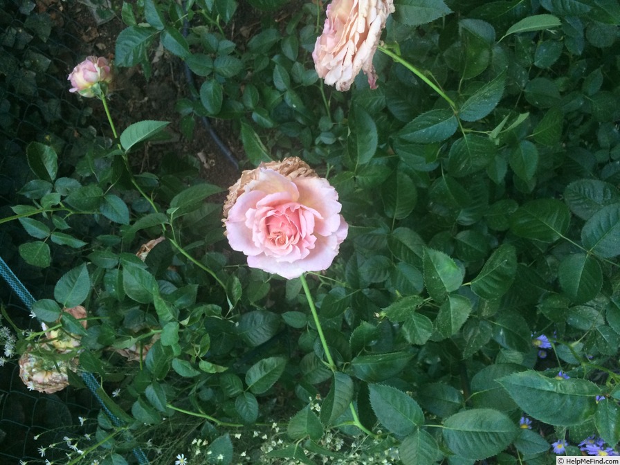 'Saggitarius ®' rose photo