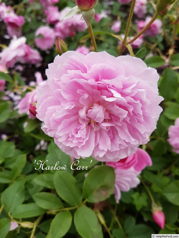 'Harlow Carr ™ (shrub, Austin before 2004)' rose photo