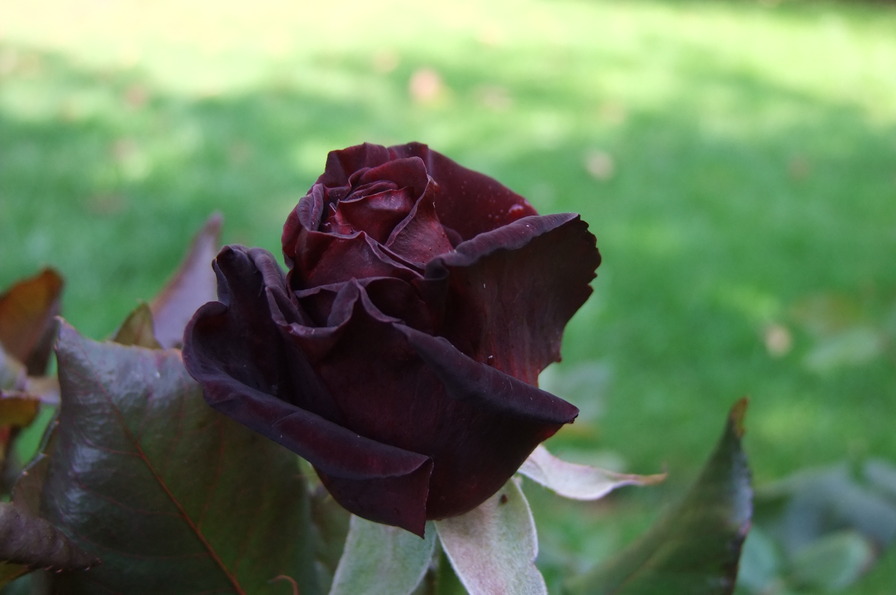 'Black Baccara ™' rose photo