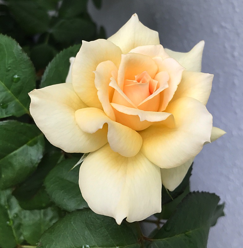 'Chandos Beauty' rose photo