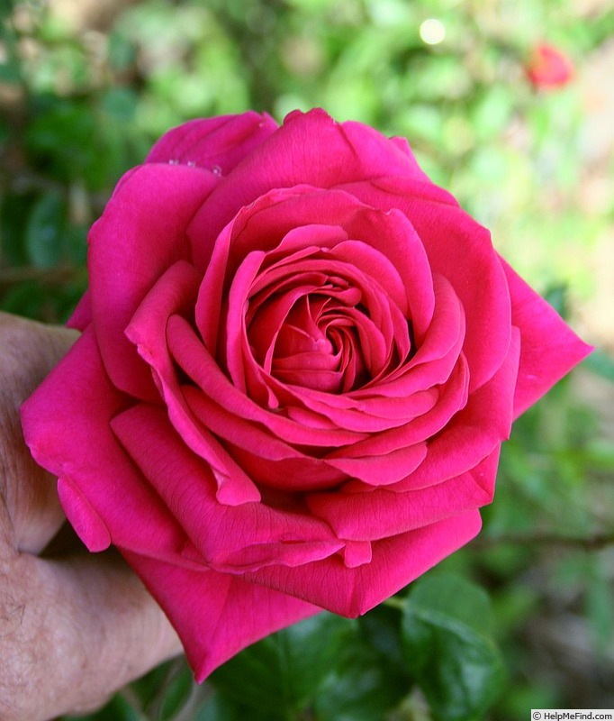 'Kuba' rose photo
