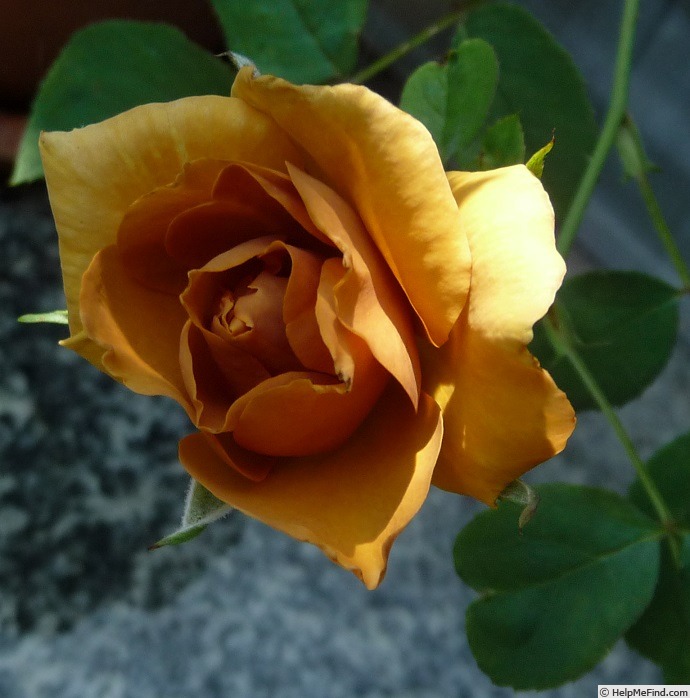 'Siena' rose photo