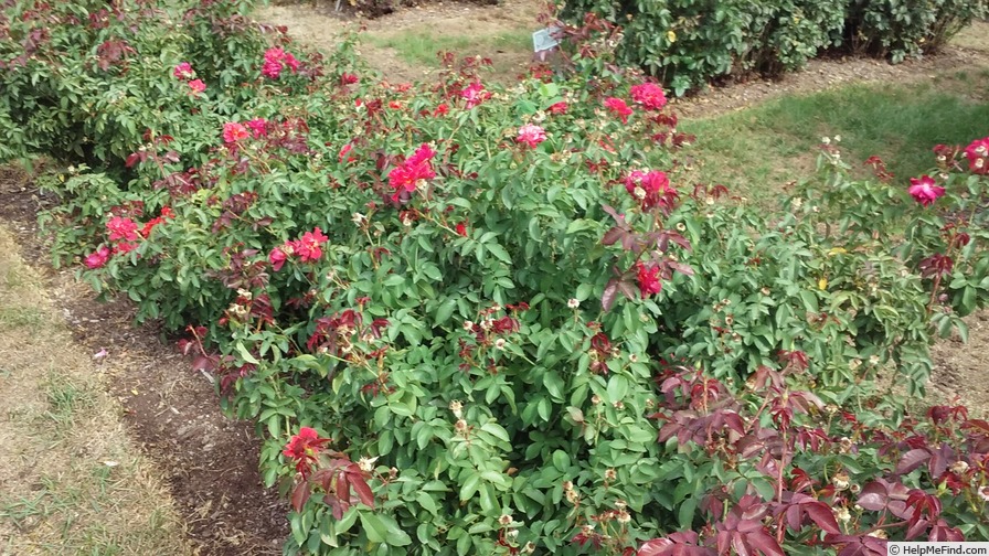 'Cinco de Mayo™ (floribunda, Carruth, 2006)' rose photo