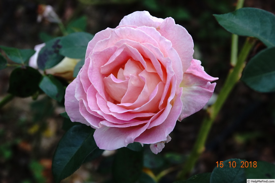 'Elle ® (hybrid tea, Mouchotte/Meilland 1999)' rose photo