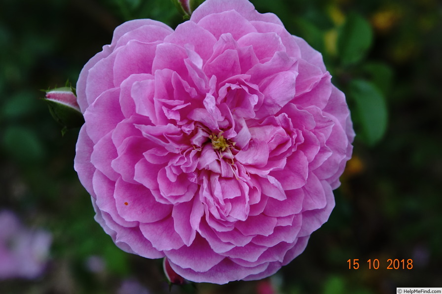 'Harlow Carr ™ (shrub, Austin before 2004)' rose photo