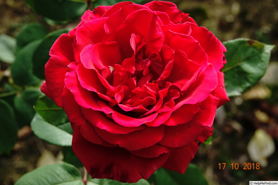 'Erotika ®' rose photo