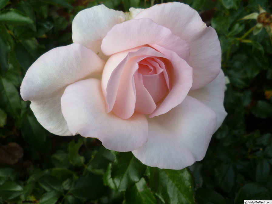 'Chandos Beauty' rose photo