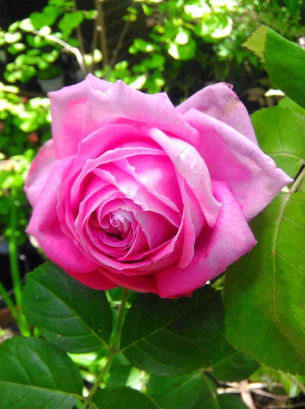 'Mrs. John Laing (Hybrid Perpetual, Bennett, 1885)' rose photo