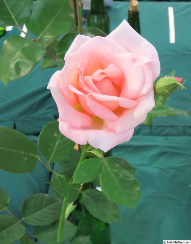 'Mrs. Mary Thomson' rose photo