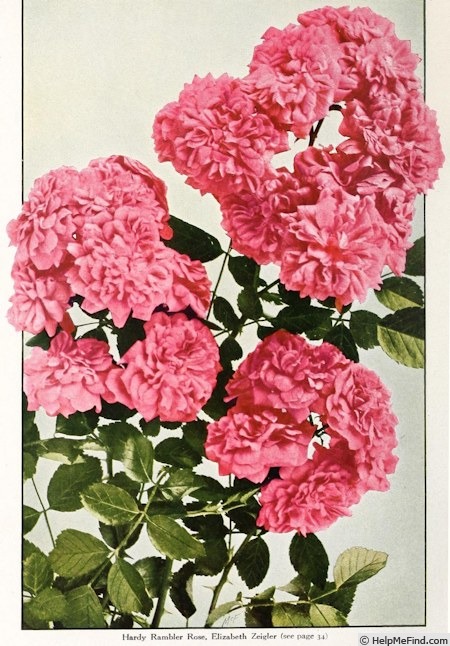 'Elizabeth Zeigler' rose photo