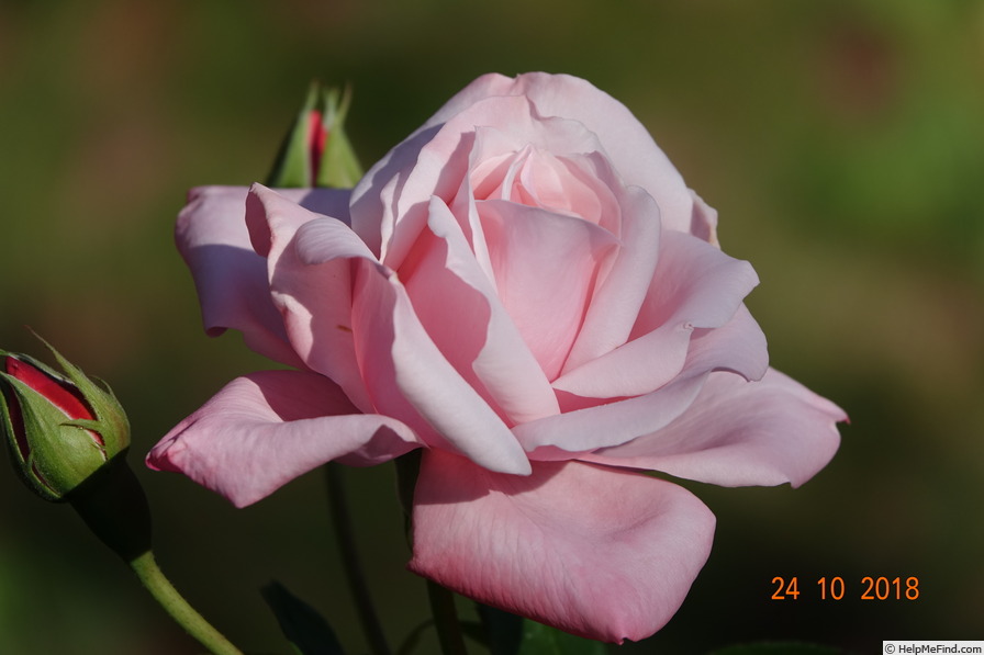 'Utro Moskvy' rose photo