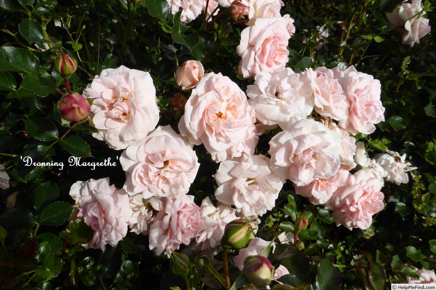 'Dronning Margrethe' rose photo