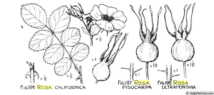 'R. californica' rose photo