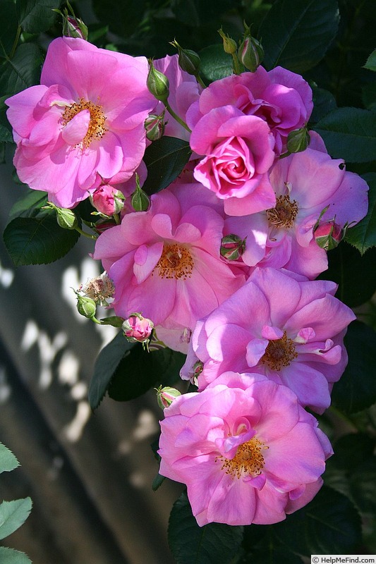 'Dorotea' rose photo