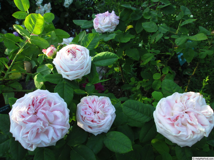 'Madame Jules Finger (hybrid tea, Guillot 1893)' rose, click to enlarge 'Madame Jules Finger (hybrid tea, Guillot 1893)' rose photo