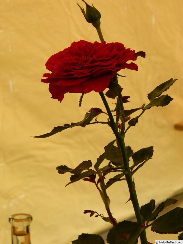 'Gerprime' rose photo