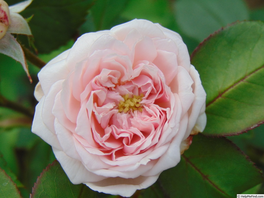 'Comtesse de Rocquigny' rose photo
