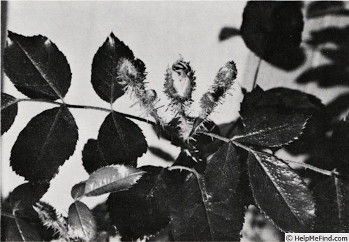 '20-73-84 (moss hybrid, Moore 1973)' rose photo