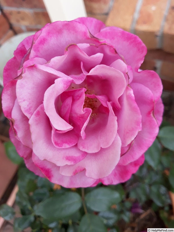 'Love Potion ™' rose photo