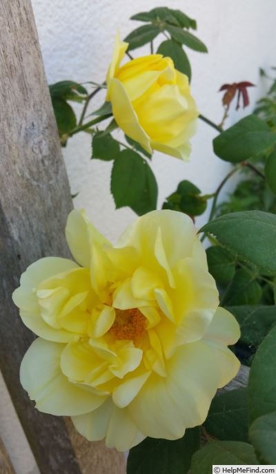 'Golden King' rose photo