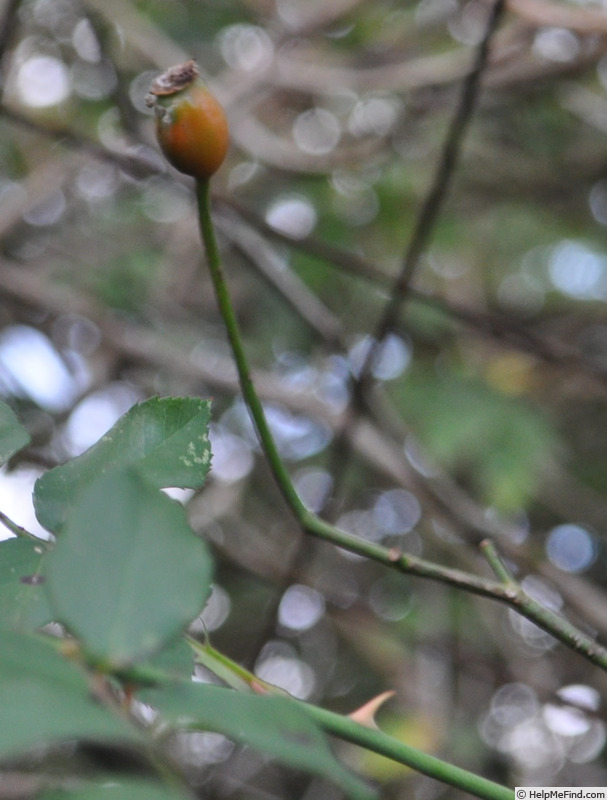 'Fellemberg' rose photo