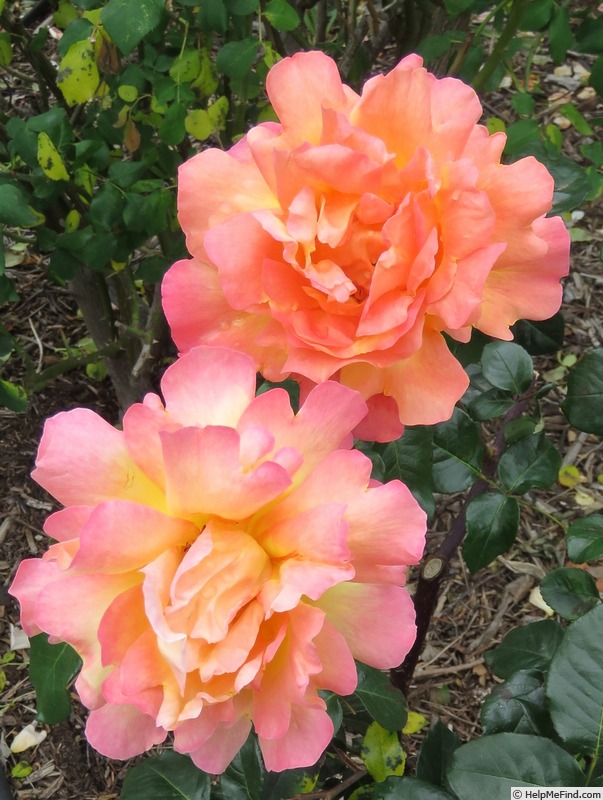 'Tapestry (hybrid tea, Fisher 1958)' rose photo