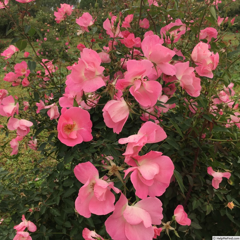 'Akira Ogawa ™' rose photo