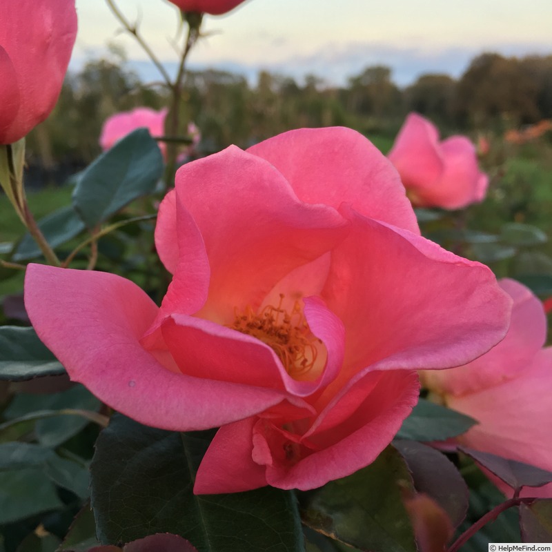 'Adriana Zarri ™' rose photo