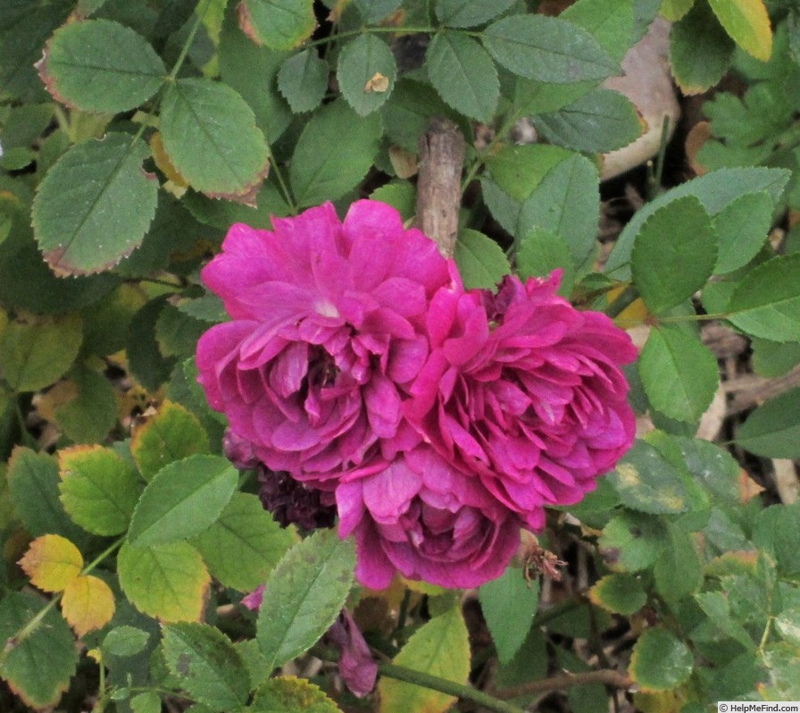 'Sweet Chariot (Miniature, Moore, 1984)' rose photo