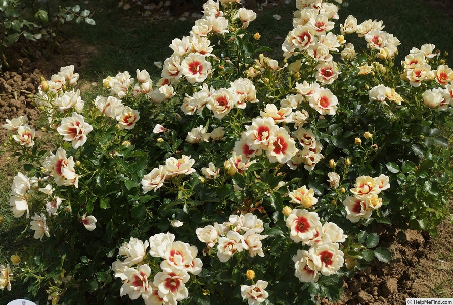 'Glorious Babylon Eyes ®' rose photo