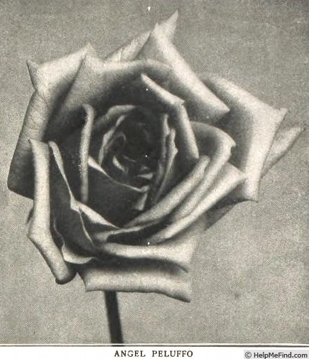 'Angel Peluffo' rose photo