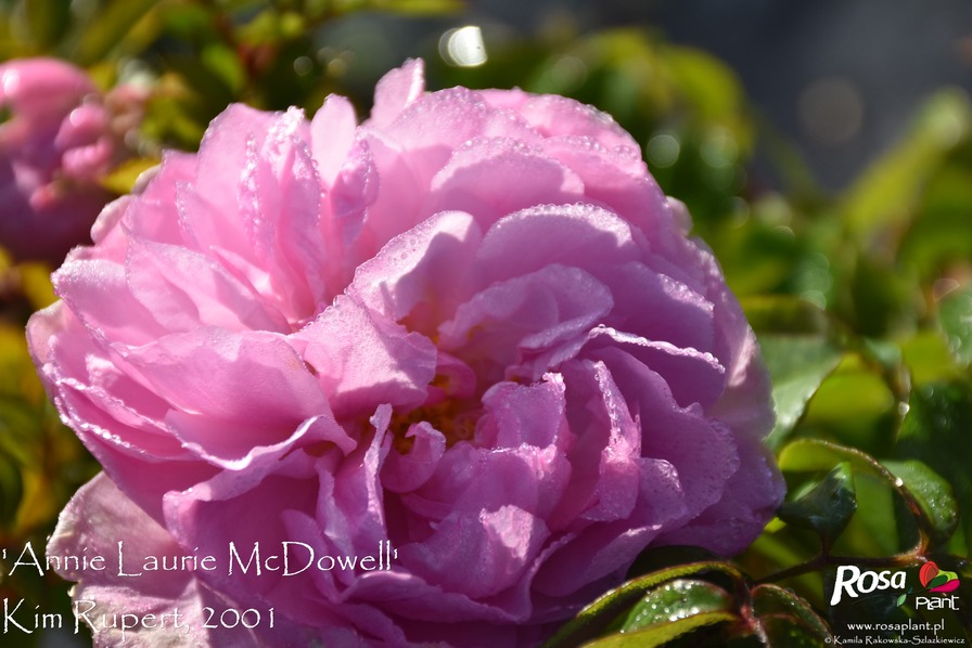 'Annie Laurie McDowell' rose, click to enlarge 'Annie Laurie McDowell' rose photo