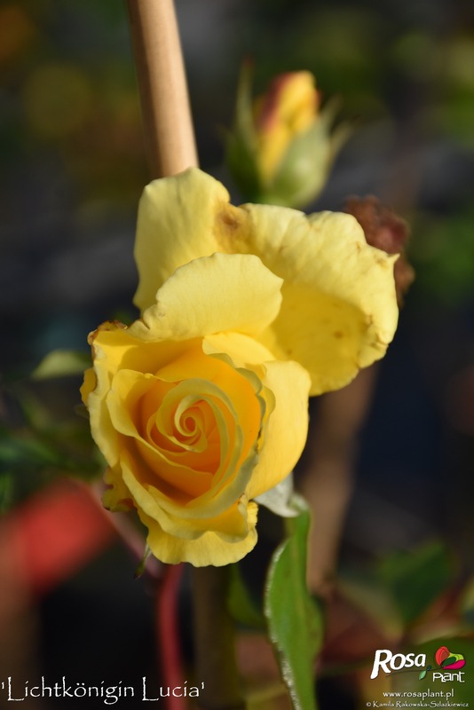 'Lichtkönigin Lucia (Large Flowered Climber, Kordes, 1966)' rose photo