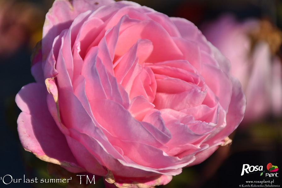 'Our last summer™ Plant'n'relax®' rose photo