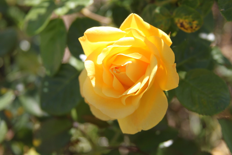 'Landora ®' rose photo